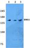 BMS1 Ribosome Biogenesis Factor antibody, PA5-37215, Invitrogen Antibodies, Western Blot image 