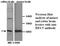 Hes Family BHLH Transcription Factor 5 antibody, MBS416799, MyBioSource, Western Blot image 