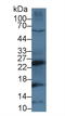 Cathepsin G antibody, LS-C373215, Lifespan Biosciences, Western Blot image 
