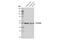 Cytochrome P450 Family 2 Subfamily D Member 6 antibody, 73867S, Cell Signaling Technology, Western Blot image 