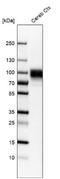 Synaptic vesicle glycoprotein 2A antibody, NBP1-82964, Novus Biologicals, Western Blot image 