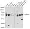 Aldehyde Dehydrogenase 3 Family Member A1 antibody, GTX30042, GeneTex, Western Blot image 