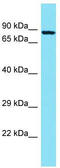 Tectonic Family Member 2 antibody, TA330754, Origene, Western Blot image 