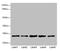 RAB9A, Member RAS Oncogene Family antibody, LS-C676352, Lifespan Biosciences, Western Blot image 
