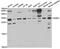 RAB6A, Member RAS Oncogene Family antibody, PA5-76617, Invitrogen Antibodies, Western Blot image 