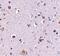 Nucleoporin 160 antibody, PA5-20565, Invitrogen Antibodies, Immunohistochemistry frozen image 