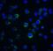 Apoptotic chromatin condensation inducer in the nucleus antibody, 2241, QED Bioscience, Immunofluorescence image 