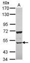 CUGBP Elav-Like Family Member 2 antibody, NBP2-16035, Novus Biologicals, Western Blot image 