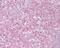 Telomeric Repeat Binding Factor 2 antibody, PA1-41023, Invitrogen Antibodies, Immunohistochemistry frozen image 