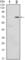 Growth Factor Independent 1 Transcriptional Repressor antibody, abx012049, Abbexa, Western Blot image 