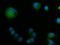Amine Oxidase Copper Containing 1 antibody, PB10040, Boster Biological Technology, Immunofluorescence image 