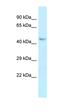 Calpain 1 antibody, orb331113, Biorbyt, Western Blot image 