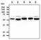 Protein Disulfide Isomerase Family A Member 3 antibody, GTX57663, GeneTex, Western Blot image 