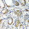 Crystallin Alpha A antibody, A01900, Boster Biological Technology, Immunohistochemistry frozen image 