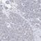 Contactin Associated Protein Like 4 antibody, PA5-56881, Invitrogen Antibodies, Immunohistochemistry frozen image 