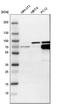 Dihydropyrimidinase Like 3 antibody, PA5-52760, Invitrogen Antibodies, Western Blot image 