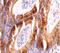 BCL2 Like 14 antibody, A09347, Boster Biological Technology, Immunohistochemistry frozen image 