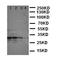 CUE Domain Containing 2 antibody, orb97088, Biorbyt, Western Blot image 