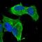 Zinc Finger Protein 117 antibody, NBP2-58420, Novus Biologicals, Immunofluorescence image 