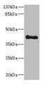 Transcription Factor EC antibody, A61294-100, Epigentek, Western Blot image 