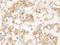 Keratin 8 antibody, LS-C172058, Lifespan Biosciences, Immunohistochemistry frozen image 