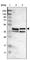 Sphingomyelin Synthase 2 antibody, HPA015076, Atlas Antibodies, Western Blot image 