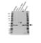 G Protein Subunit Alpha 11 antibody, VPA00623, Bio-Rad (formerly AbD Serotec) , Western Blot image 