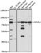 Nuclear Factor, Erythroid 2 Like 3 antibody, 16-217, ProSci, Western Blot image 