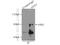 Rho Guanine Nucleotide Exchange Factor 25 antibody, 17028-1-AP, Proteintech Group, Immunoprecipitation image 