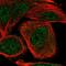 COMM Domain Containing 5 antibody, HPA046905, Atlas Antibodies, Immunofluorescence image 