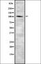 GLIS Family Zinc Finger 3 antibody, orb336805, Biorbyt, Western Blot image 