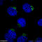 Golgin A2 antibody, 11308-1-AP, Proteintech Group, Immunofluorescence image 