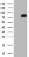 Dishevelled Segment Polarity Protein 2 antibody, MA5-26823, Invitrogen Antibodies, Western Blot image 