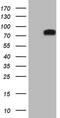 Dishevelled Segment Polarity Protein 2 antibody, MA5-26823, Invitrogen Antibodies, Western Blot image 