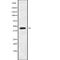 Mitochondrial Ribosomal Protein L38 antibody, abx216941, Abbexa, Western Blot image 