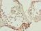 Unc-51 Like Kinase 4 antibody, LS-C675346, Lifespan Biosciences, Immunohistochemistry paraffin image 