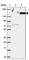 WD Repeat Domain 66 antibody, HPA040005, Atlas Antibodies, Western Blot image 