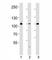 GRB2 Associated Binding Protein 1 antibody, F52653-0.4ML, NSJ Bioreagents, Western Blot image 