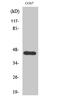 Probable DNA dC->dU-editing enzyme APOBEC3 antibody, A32790, Boster Biological Technology, Western Blot image 