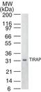 TIR Domain Containing Adaptor Protein antibody, TA336468, Origene, Western Blot image 