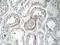 Testis Specific 13 antibody, 17326-1-AP, Proteintech Group, Immunohistochemistry frozen image 