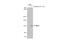 Nuclear Factor, Erythroid 2 Like 2 antibody, GTX635826, GeneTex, Western Blot image 