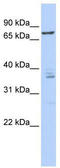 Cleavage Stimulation Factor Subunit 3 antibody, TA345770, Origene, Western Blot image 