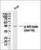 NIPBL Cohesin Loading Factor antibody, orb157613, Biorbyt, Western Blot image 