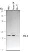 Protein Tyrosine Phosphatase 4A3 antibody, MAB3219, R&D Systems, Western Blot image 