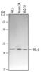 PRL3 antibody, MAB3219, R&D Systems, Western Blot image 