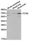 Tectonic Family Member 3 antibody, TA326847, Origene, Western Blot image 