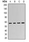 Transcription Factor CP2 antibody, abx141770, Abbexa, Western Blot image 