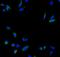 Calpain 2 antibody, A03492, Boster Biological Technology, Immunofluorescence image 