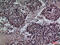 SFPA2 antibody, GTX34193, GeneTex, Immunohistochemistry paraffin image 